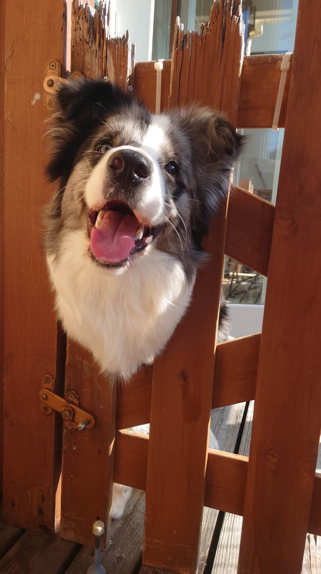 Buddy