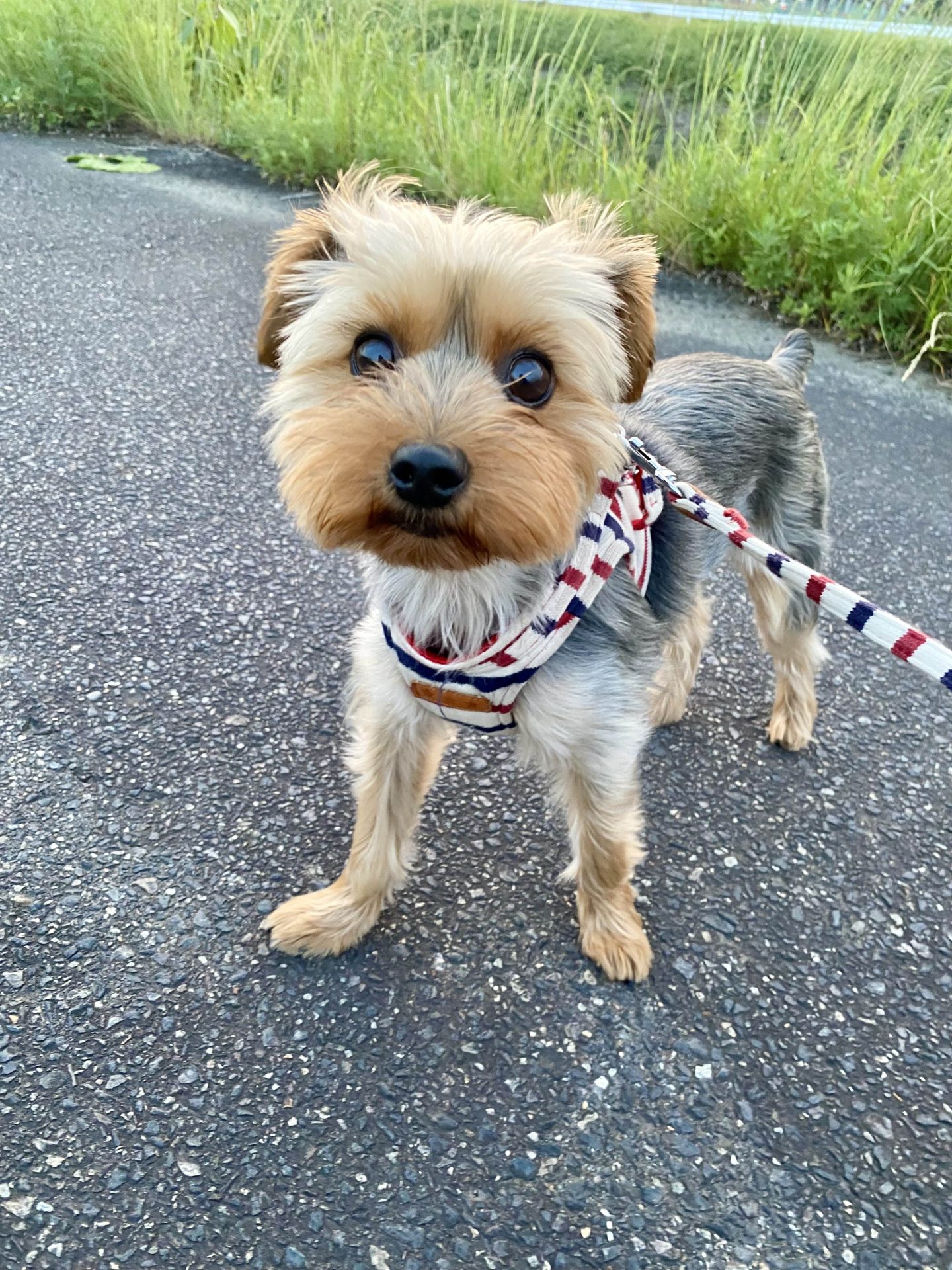 COCO