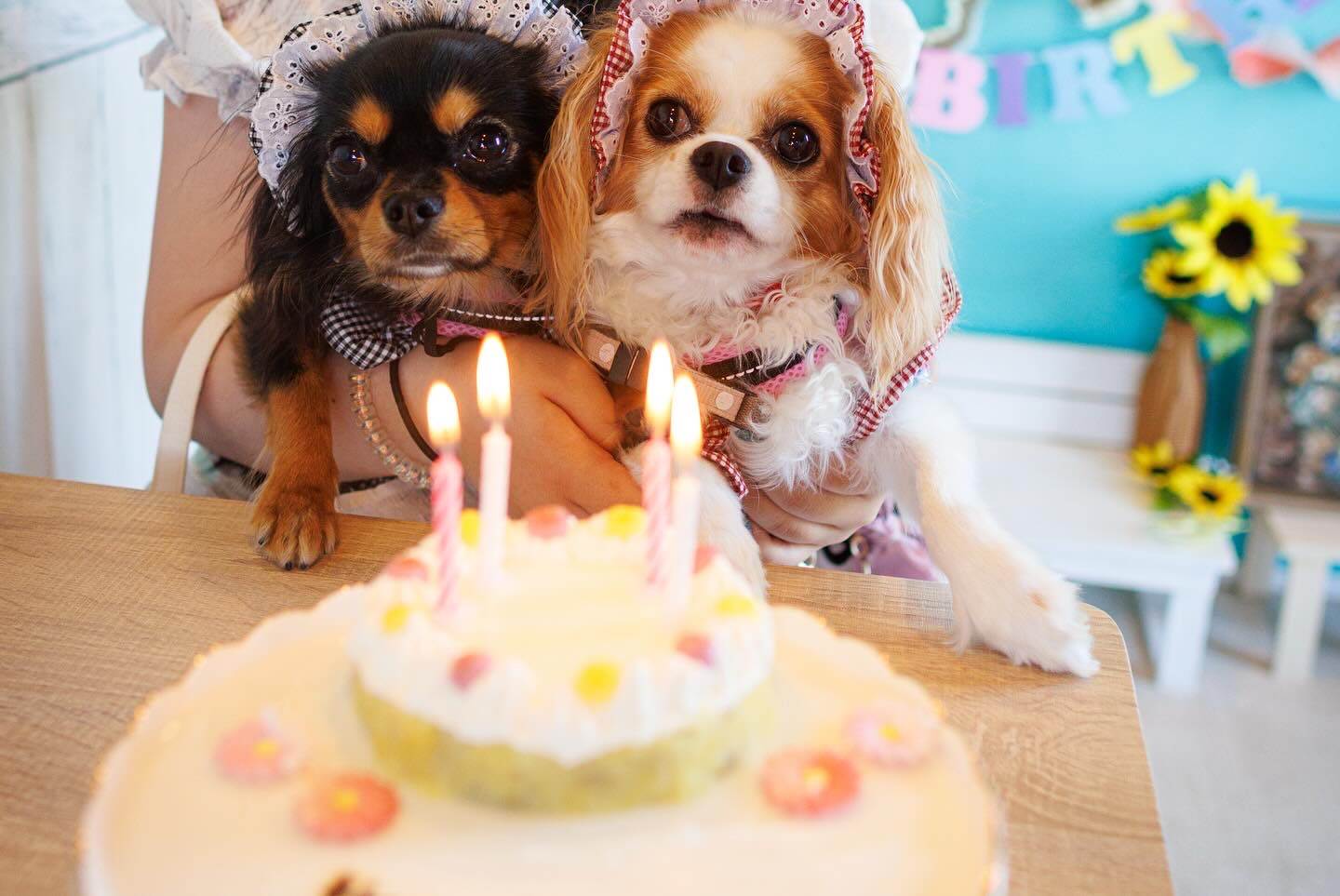 HONEY & Mel 