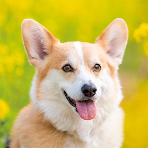 いぬイメージ画像