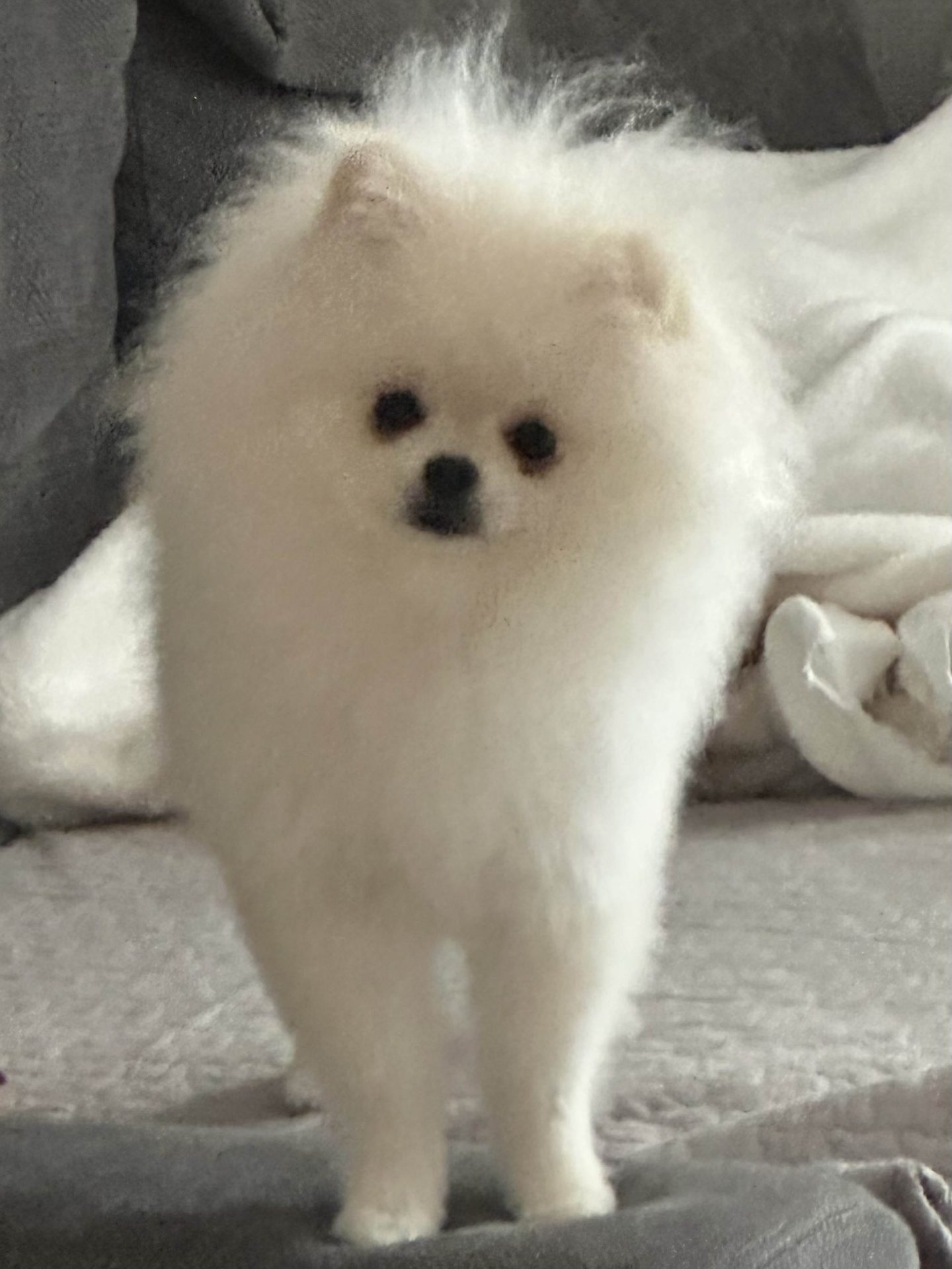 あむ