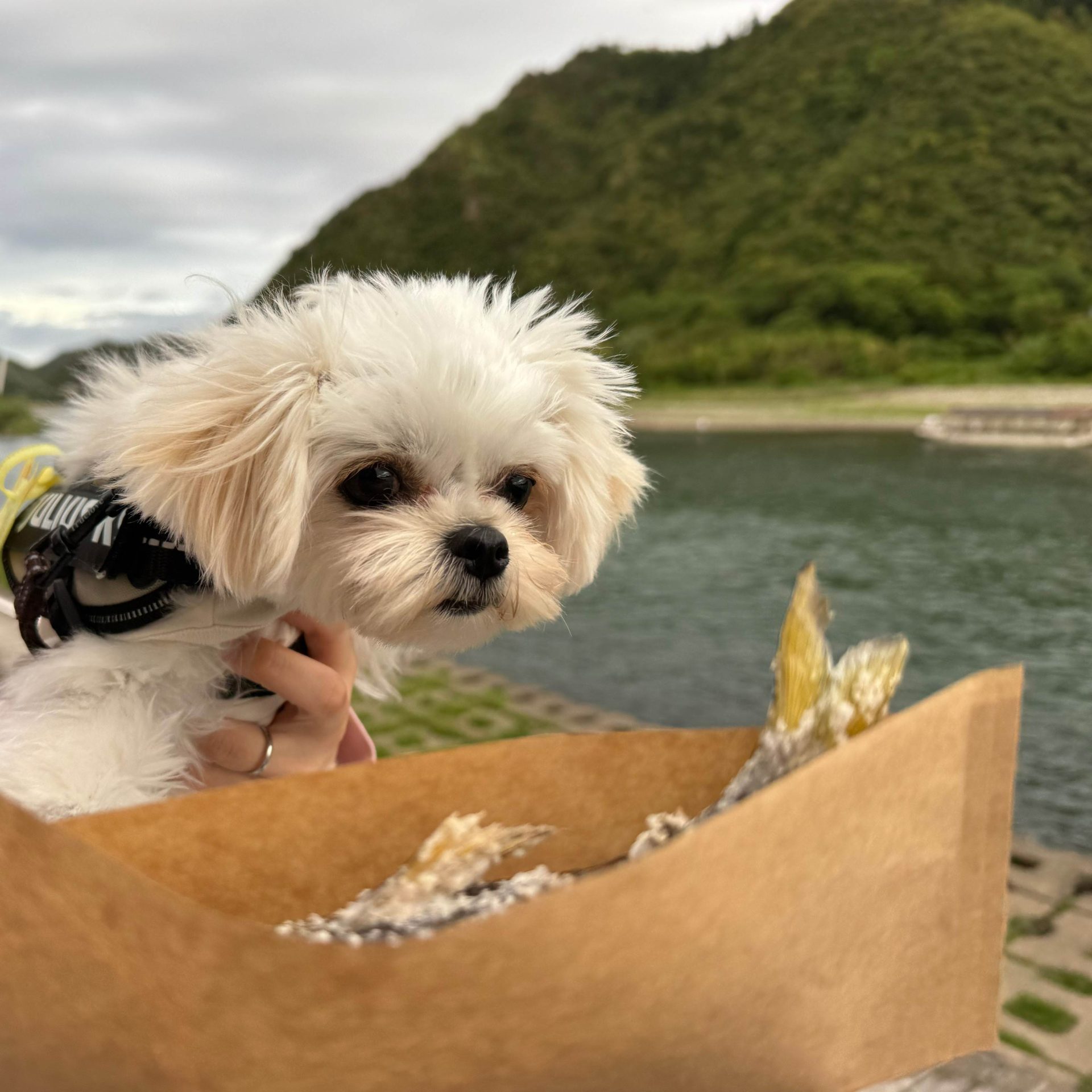 あんにん