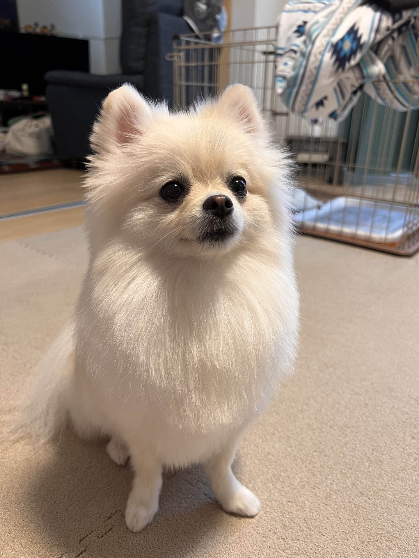 おこめ