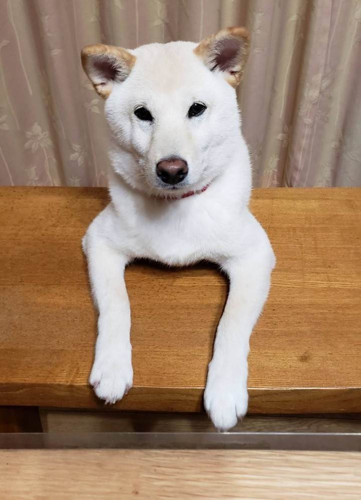 おもち