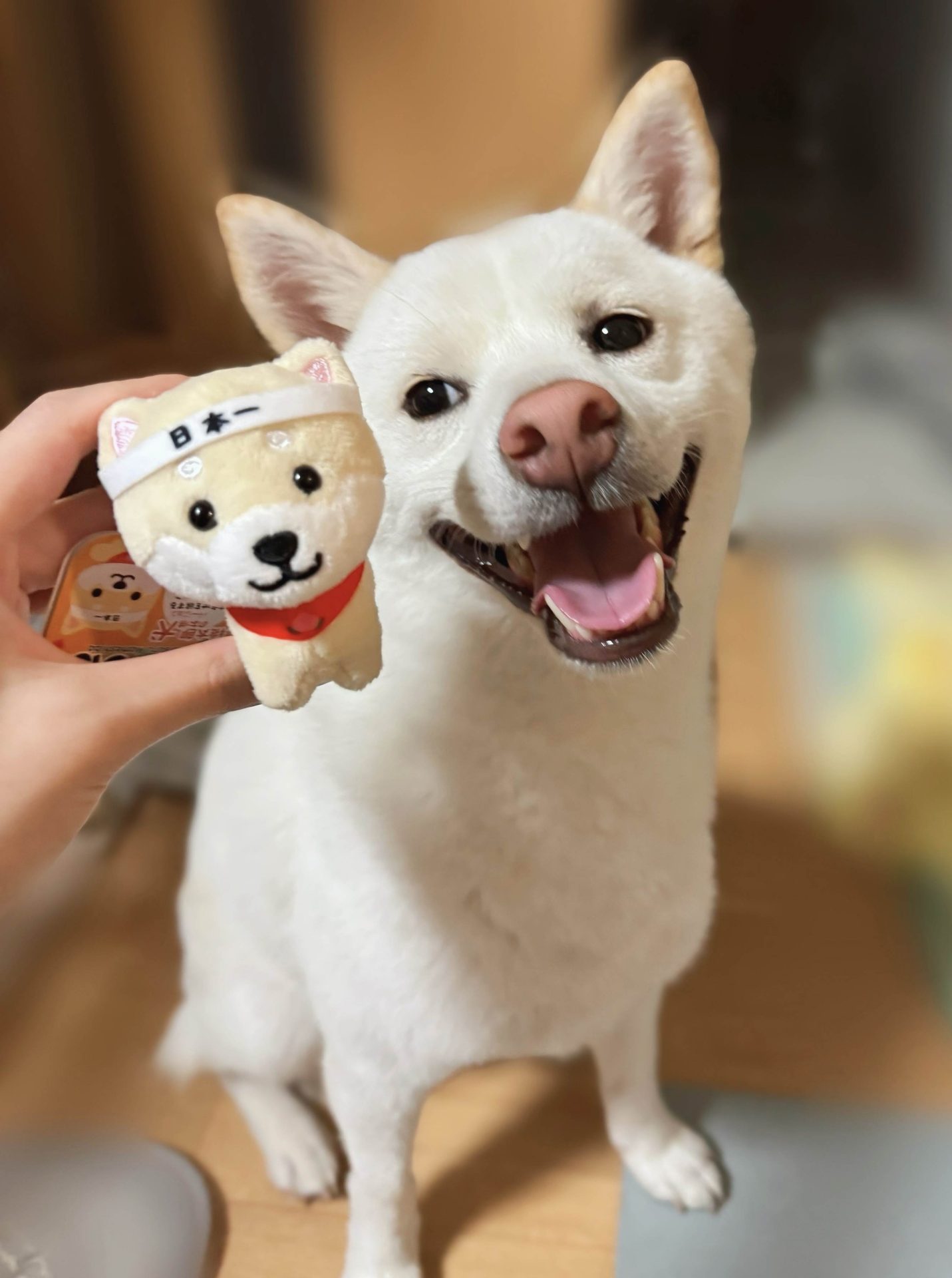 おもち