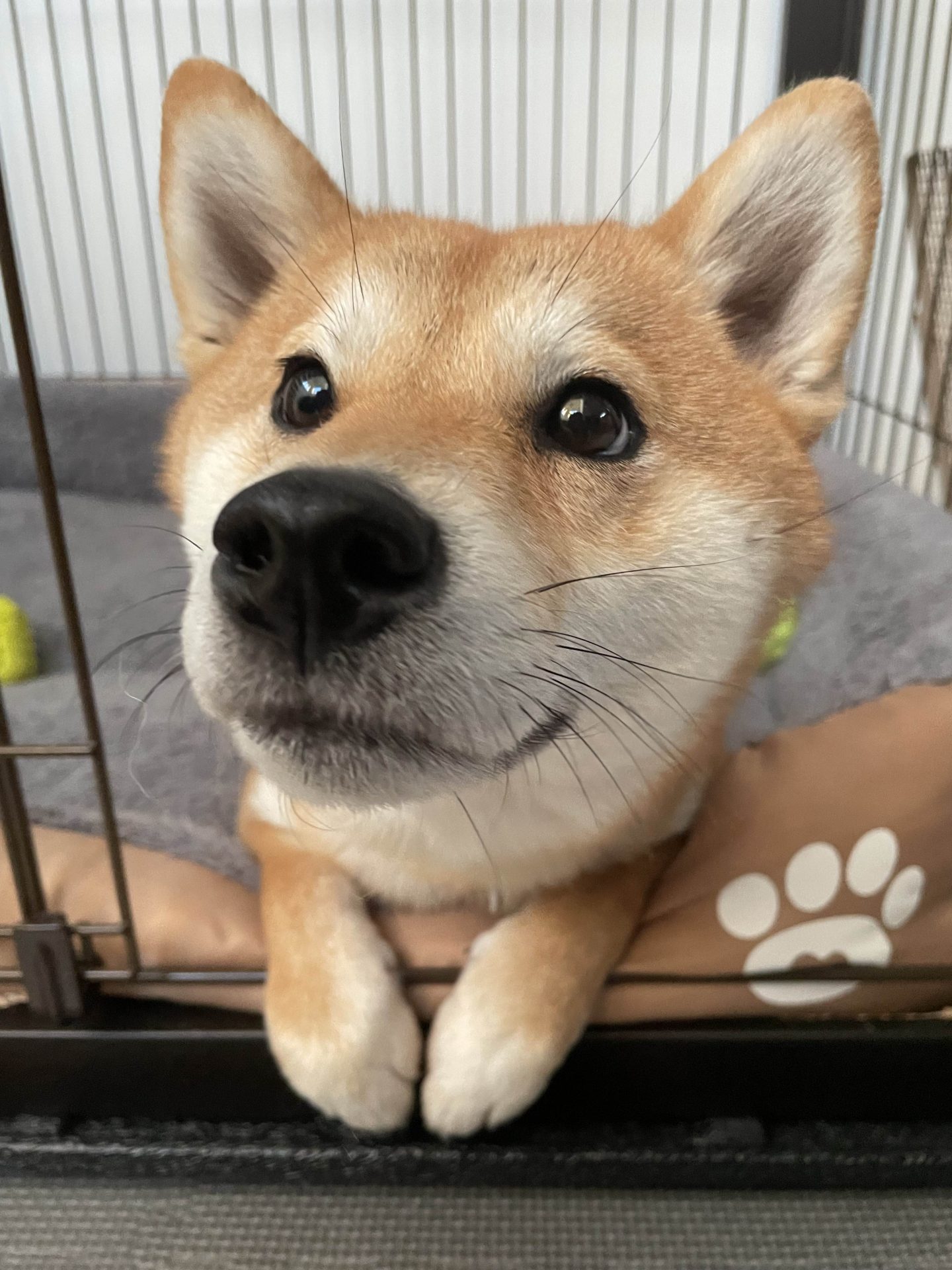 おもち