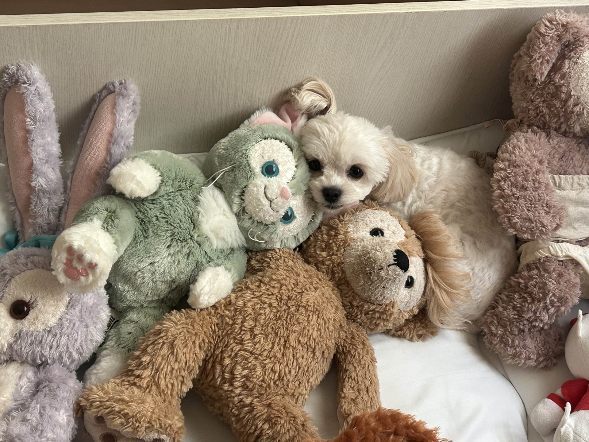 きなこ