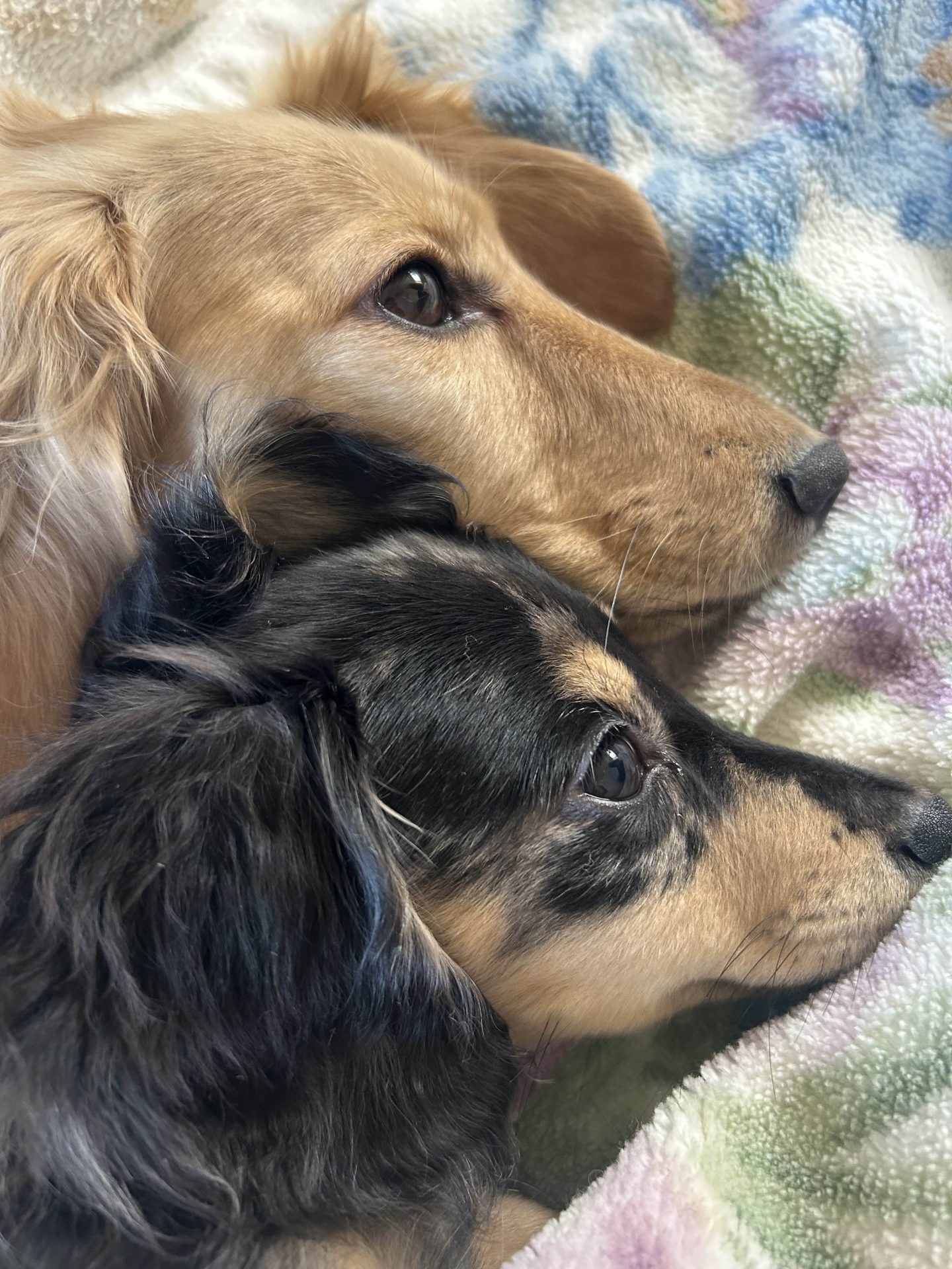 くぅ＆あめ
