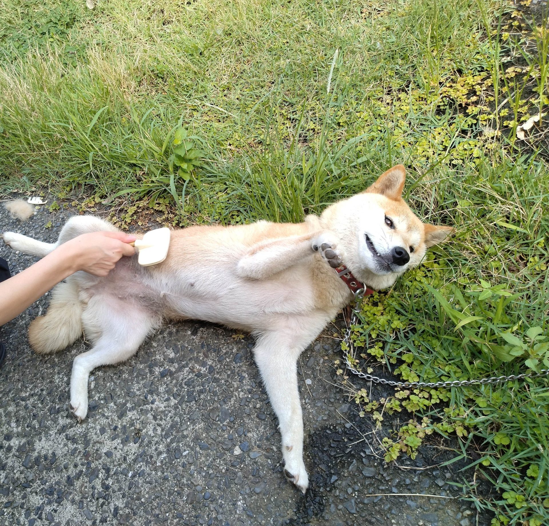 こうめ