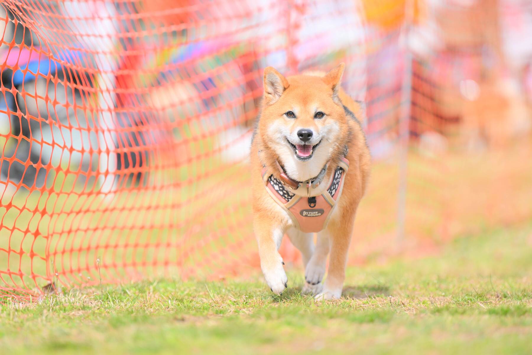 こがね