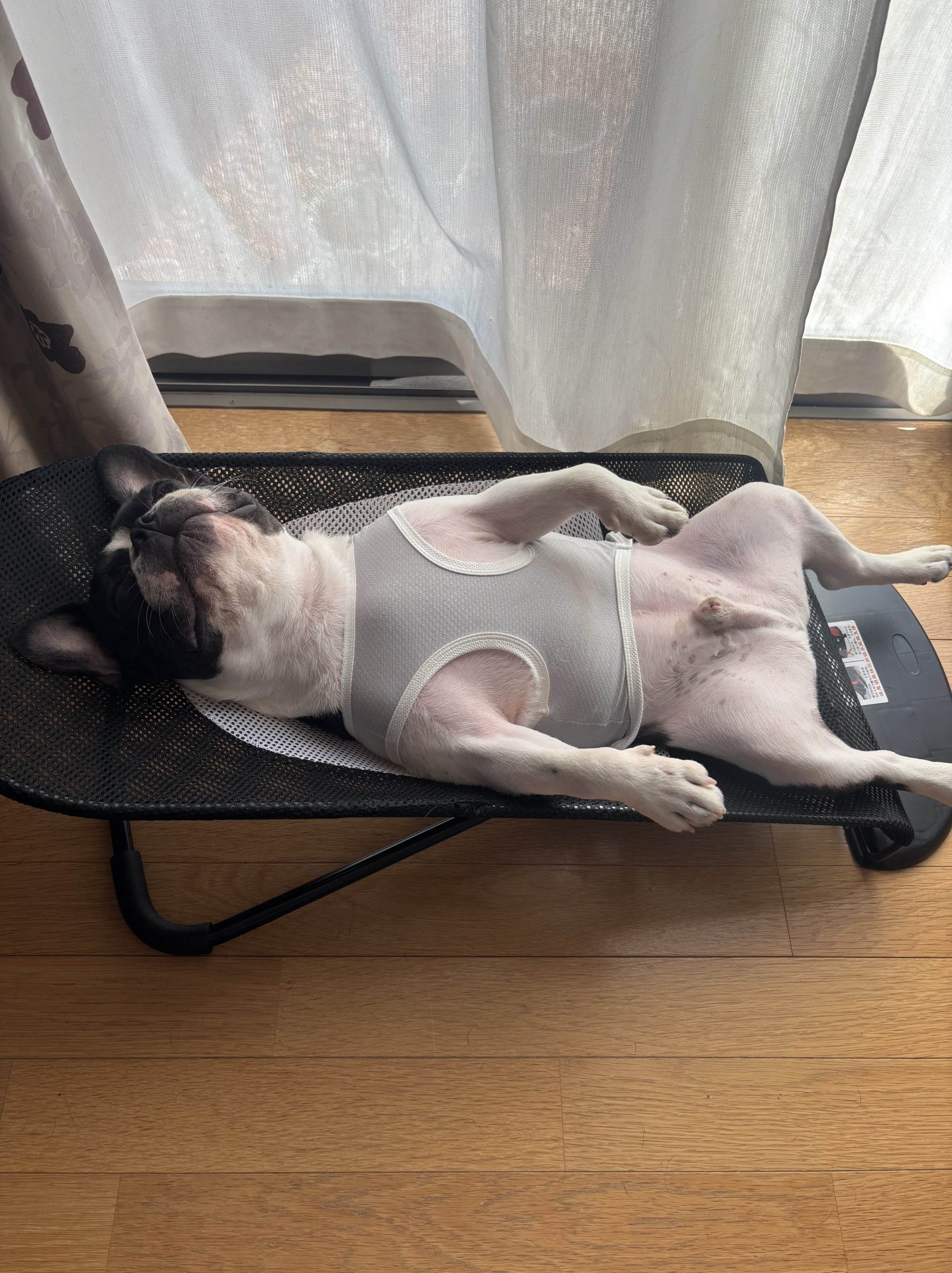 ことら