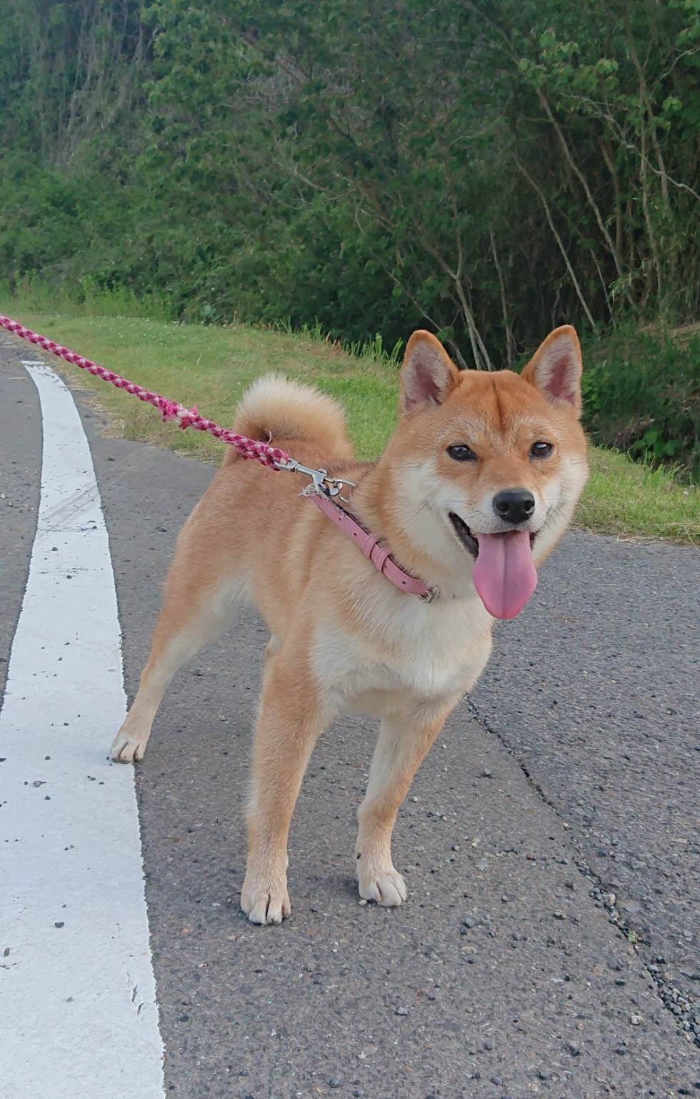 こむぎ