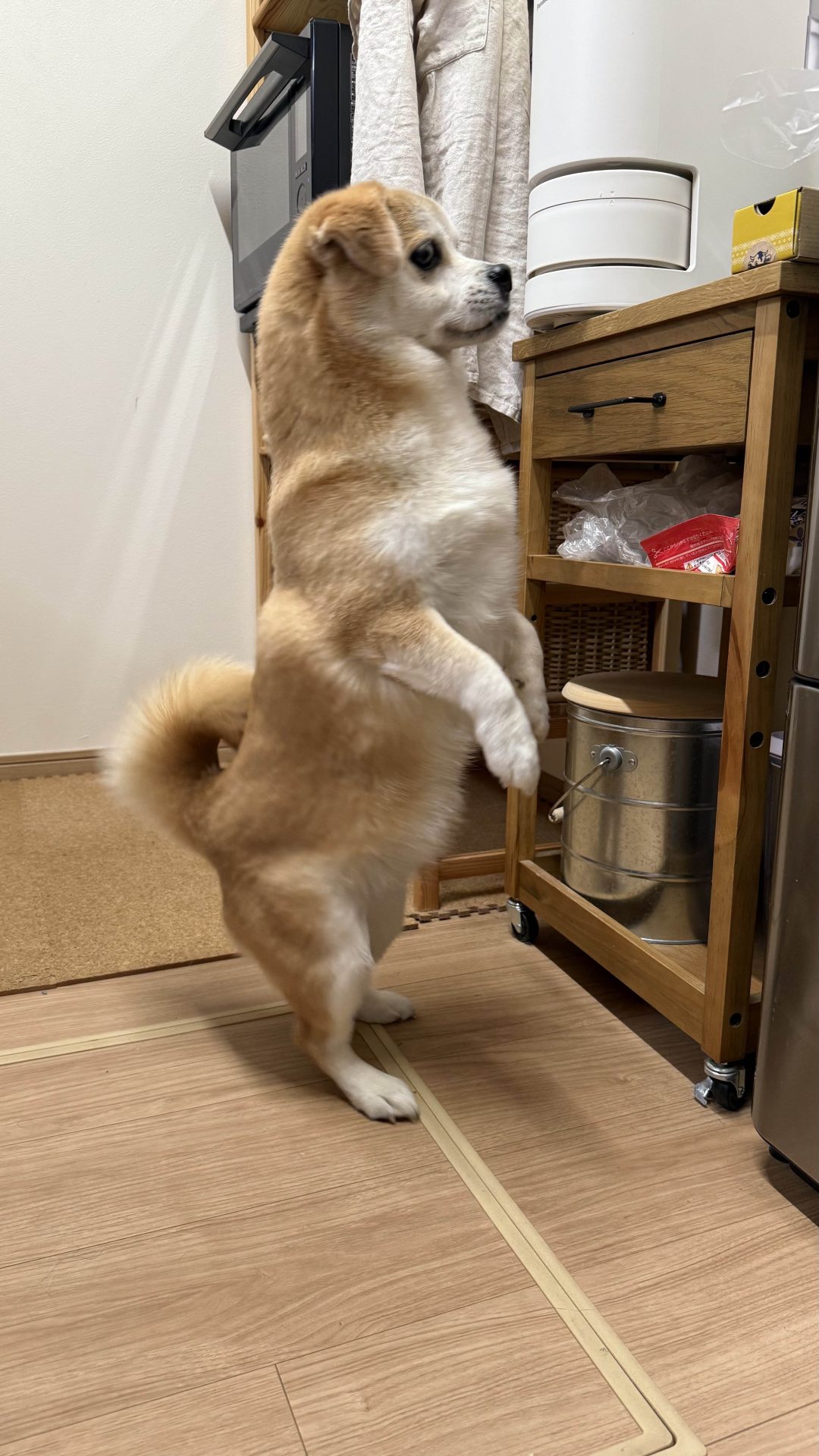 こむぎ