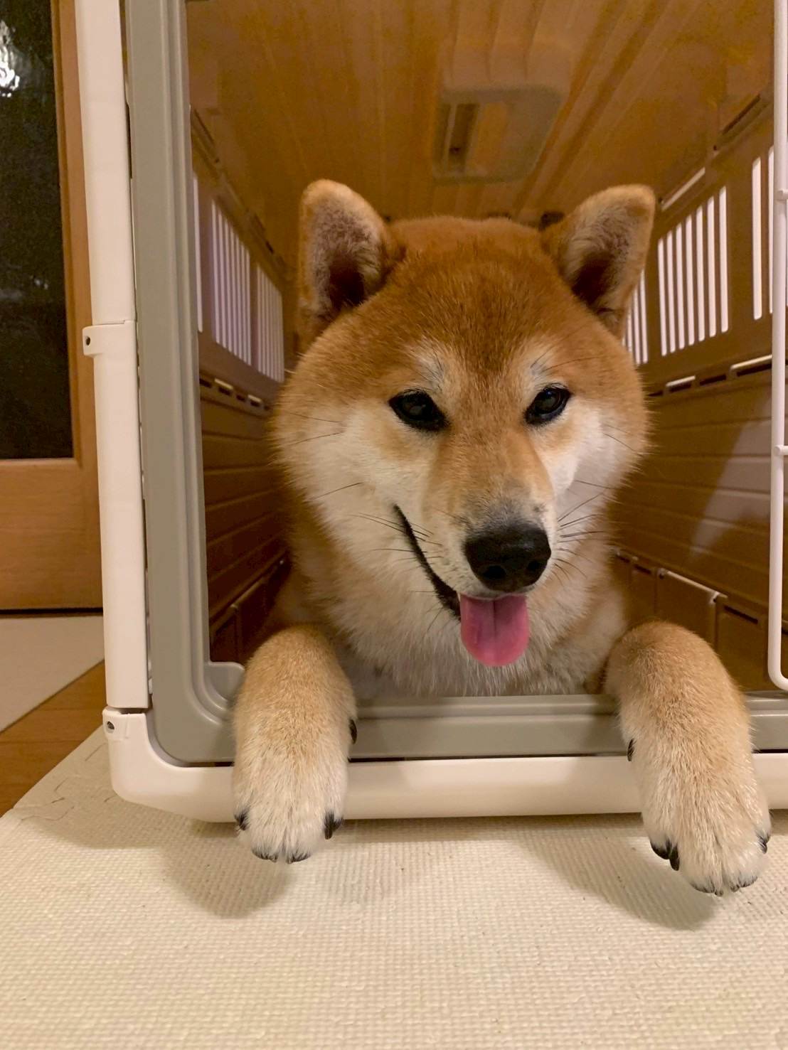 こむぎ