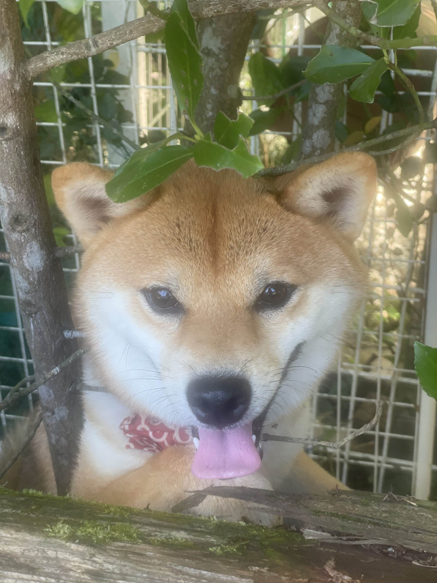 こんぶ
