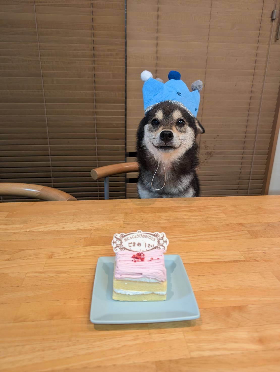ごまめ