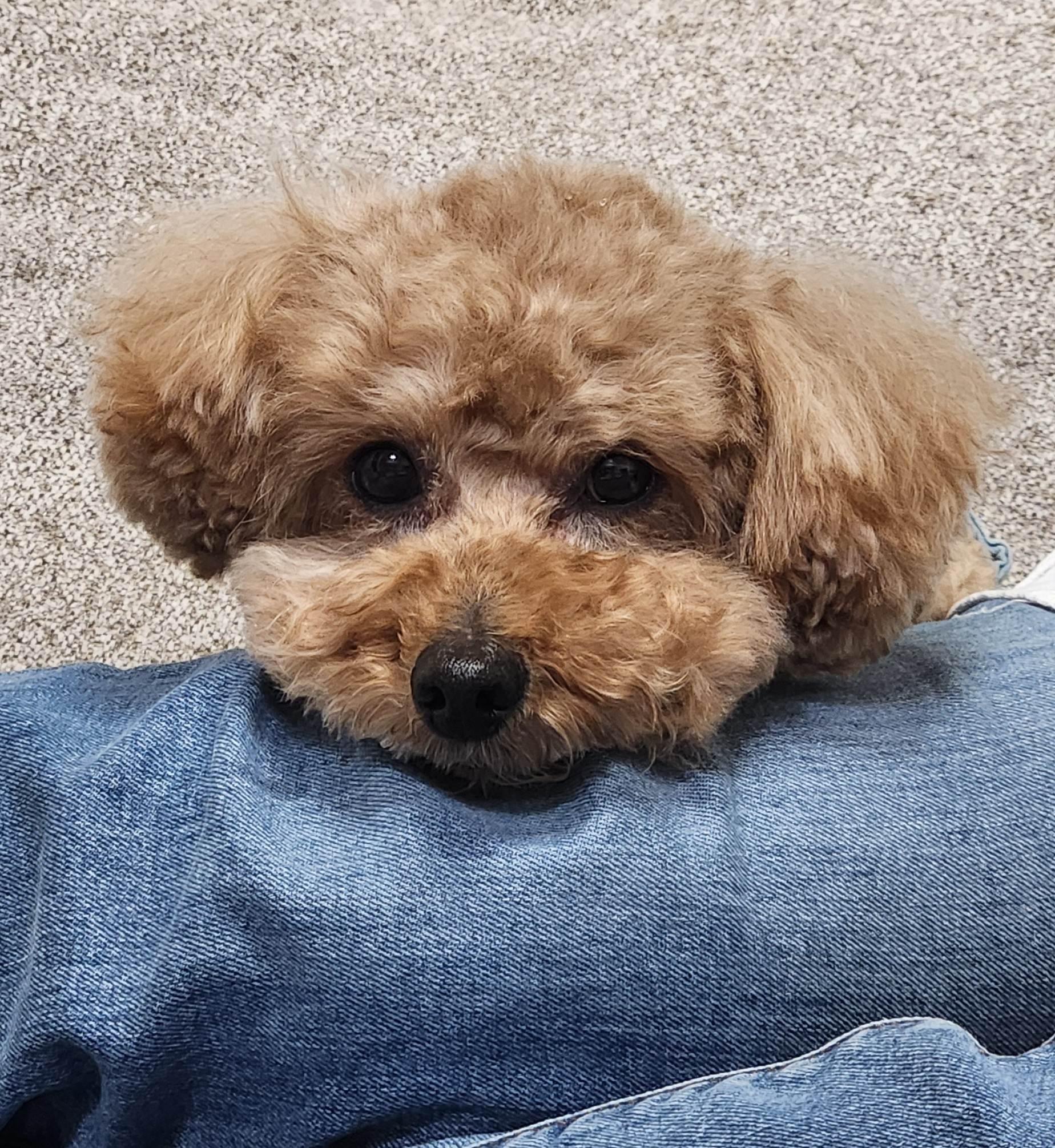 ごんた