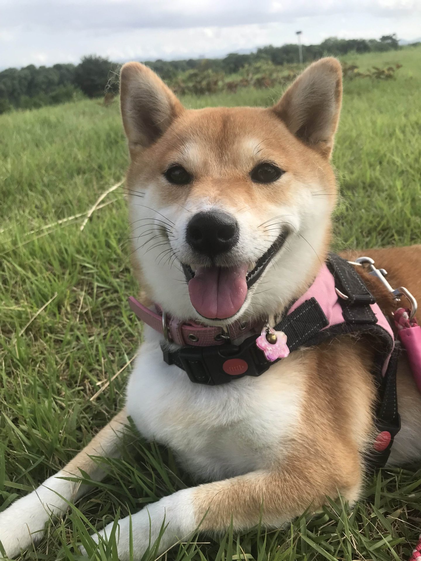 さくら 