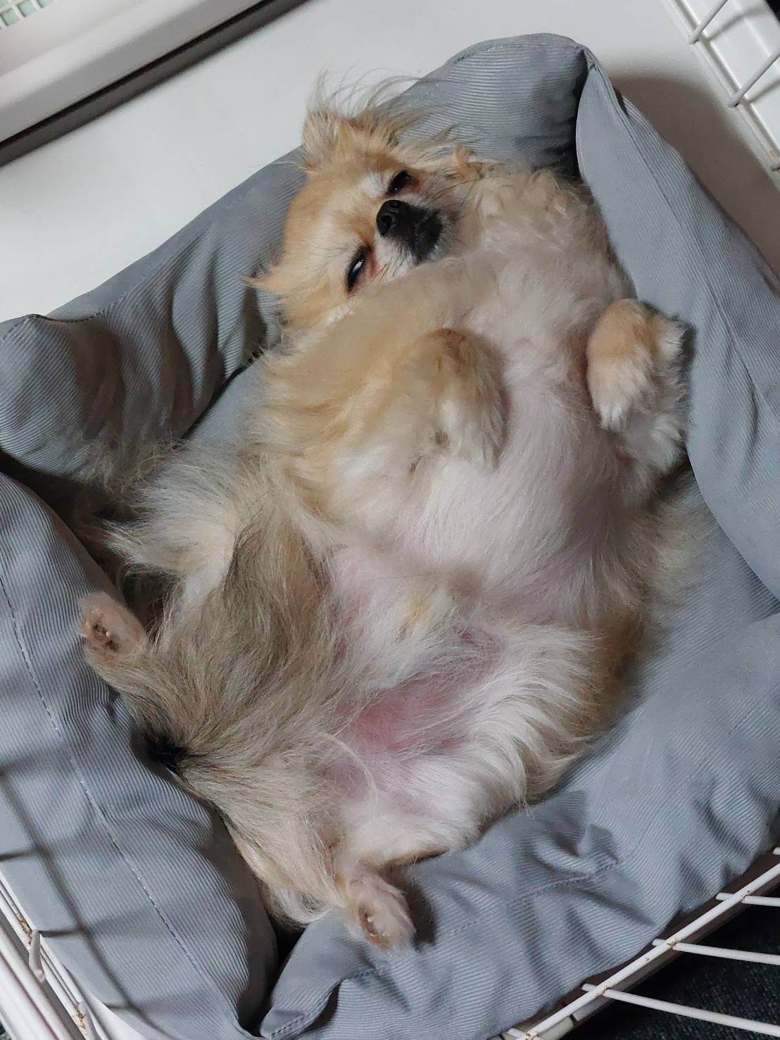 しゃけ