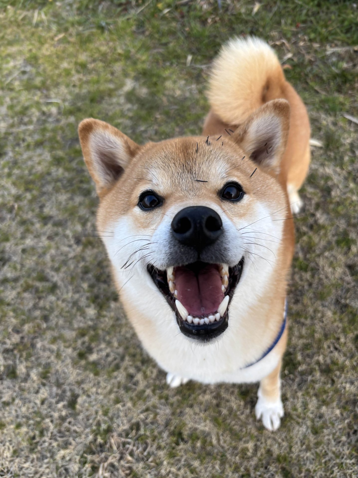 だんご