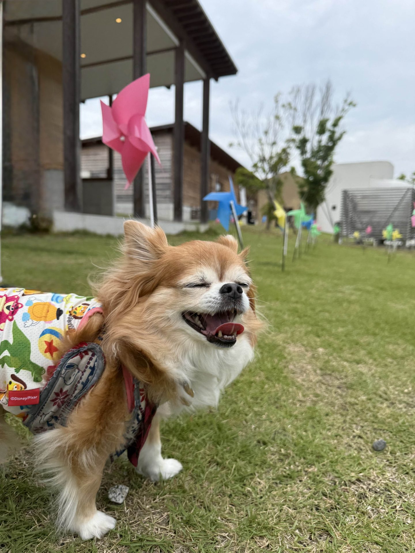 ちび