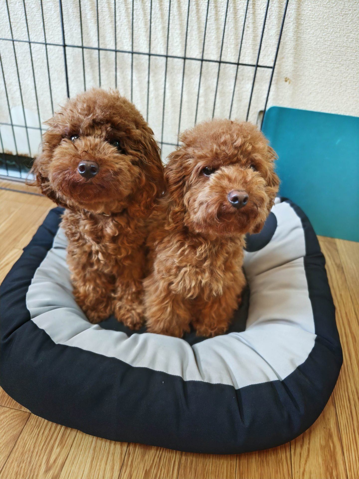 ちゃる＆ちゃた