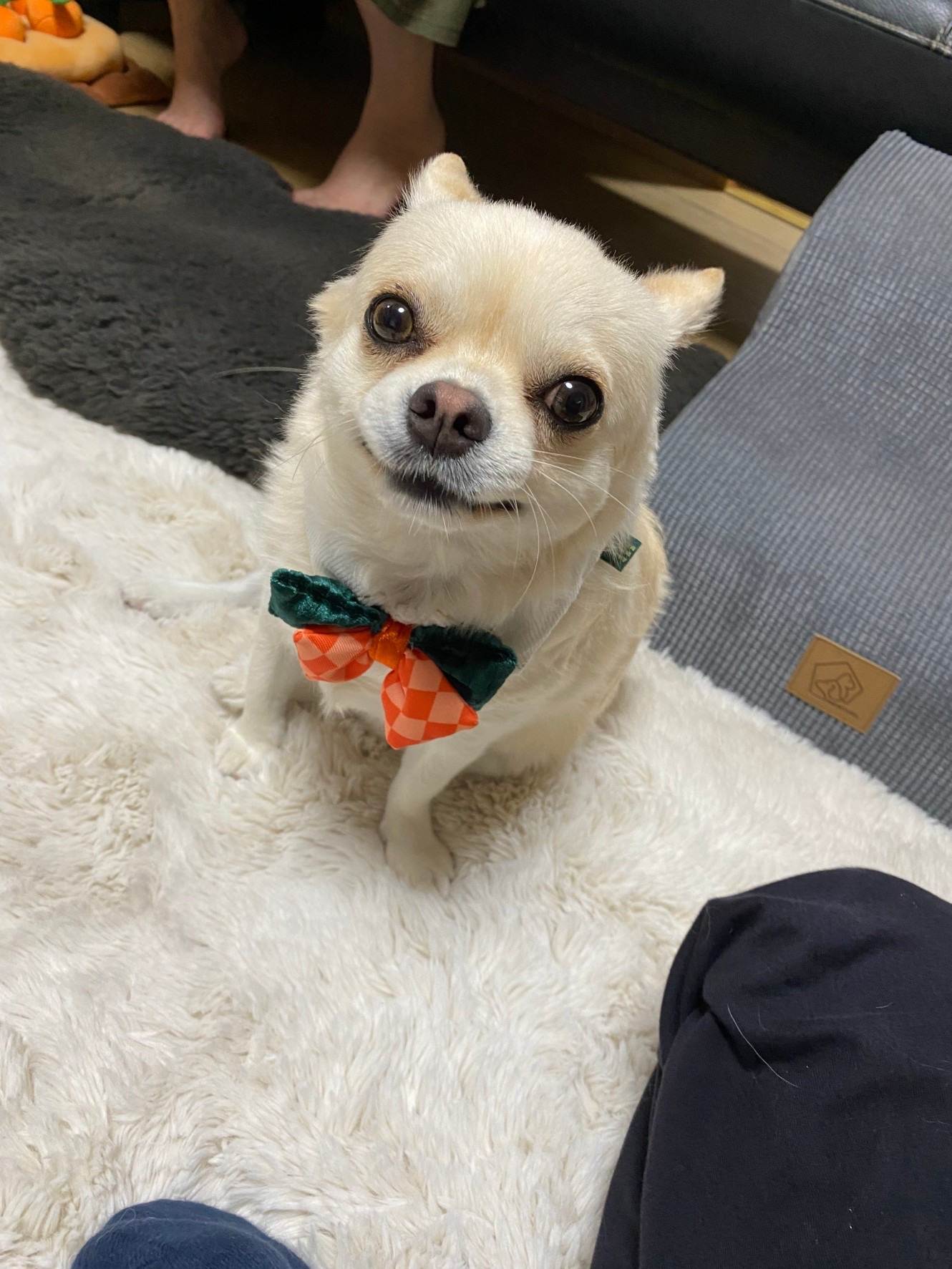 つくし