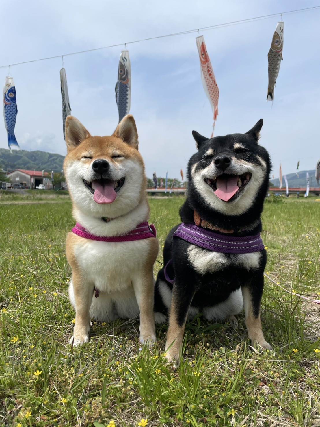 はな＆むぎ 