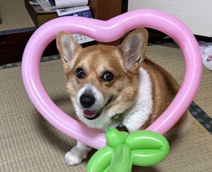 はねだぜりー