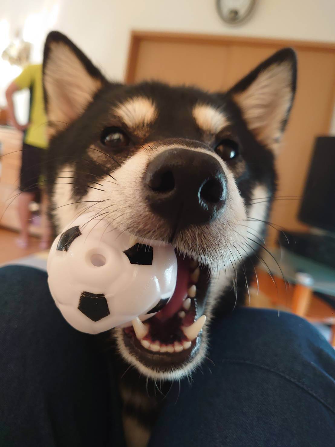 ふるたあずき