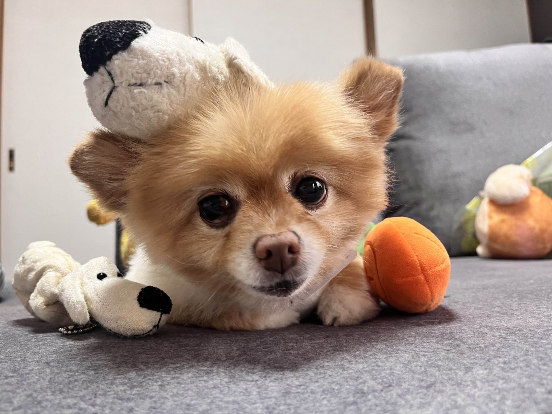 ふーちゃん