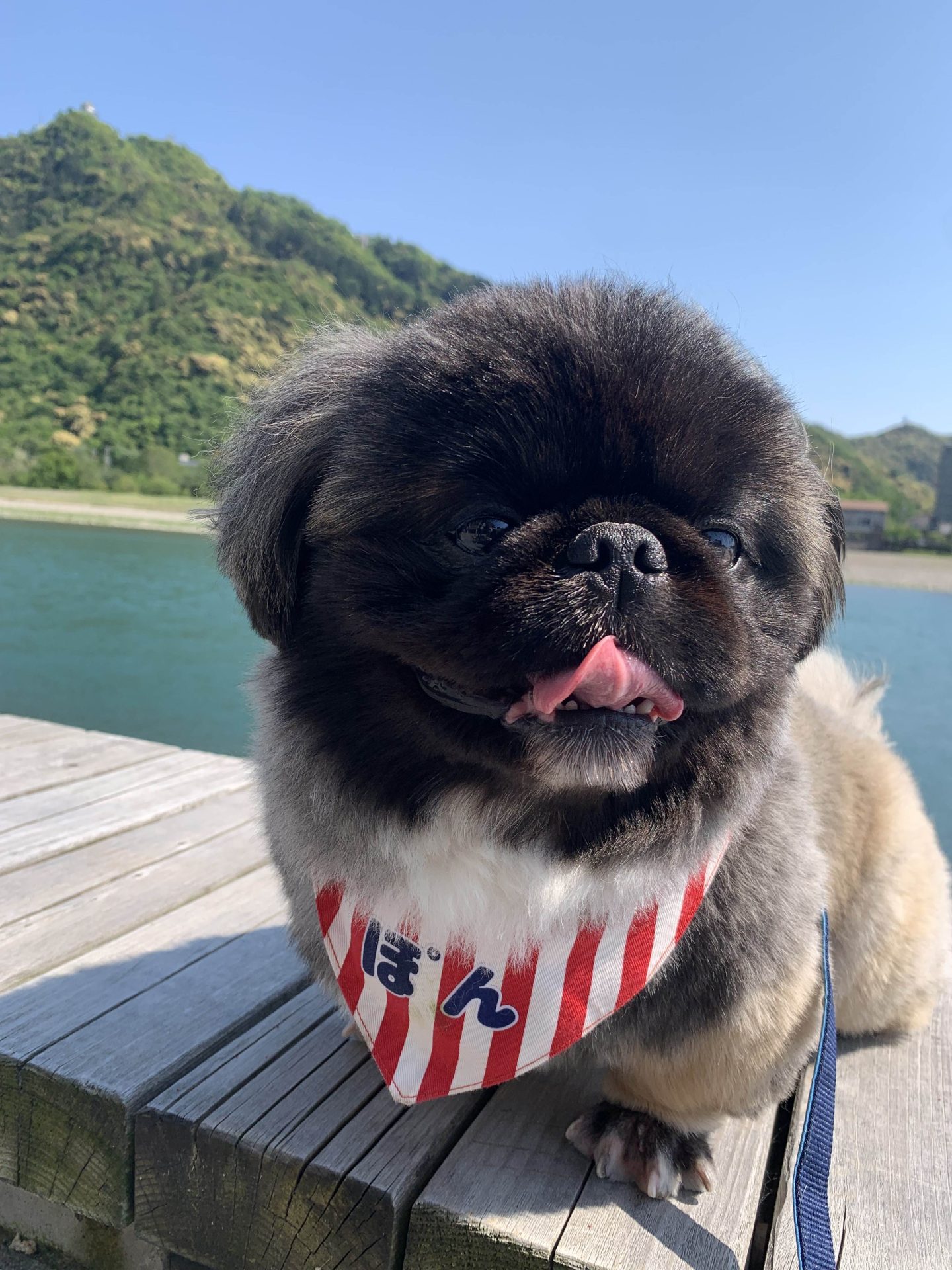 ぽん