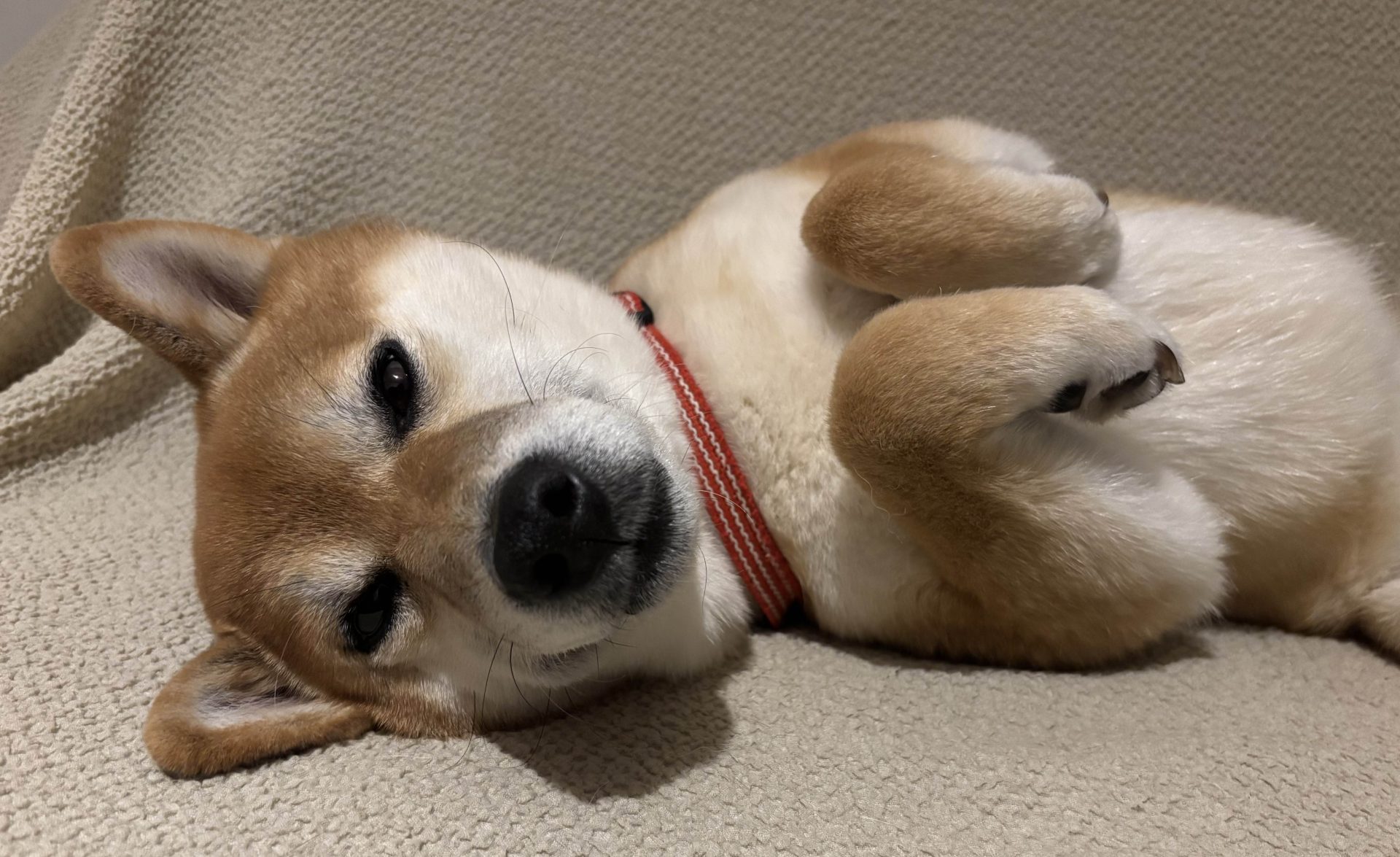 ぽん太