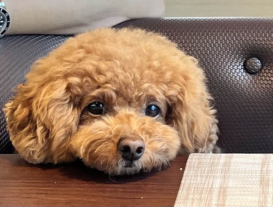 まう