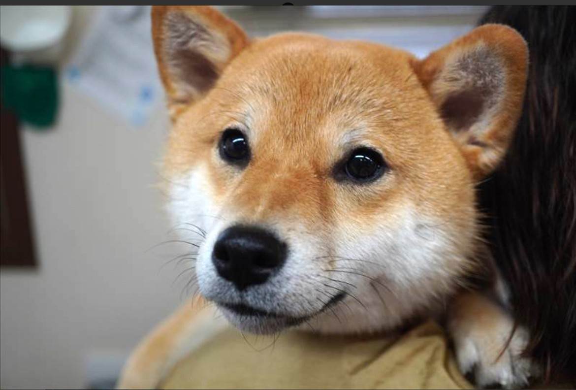 むぎ