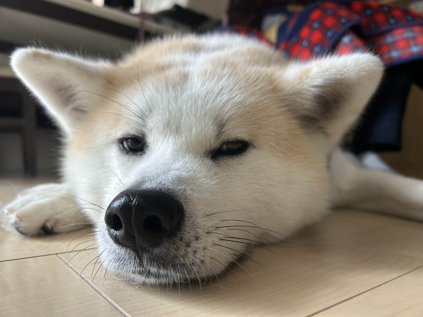 むぎ