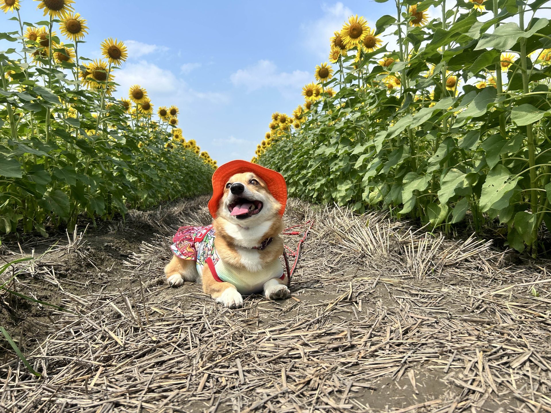 むぎ