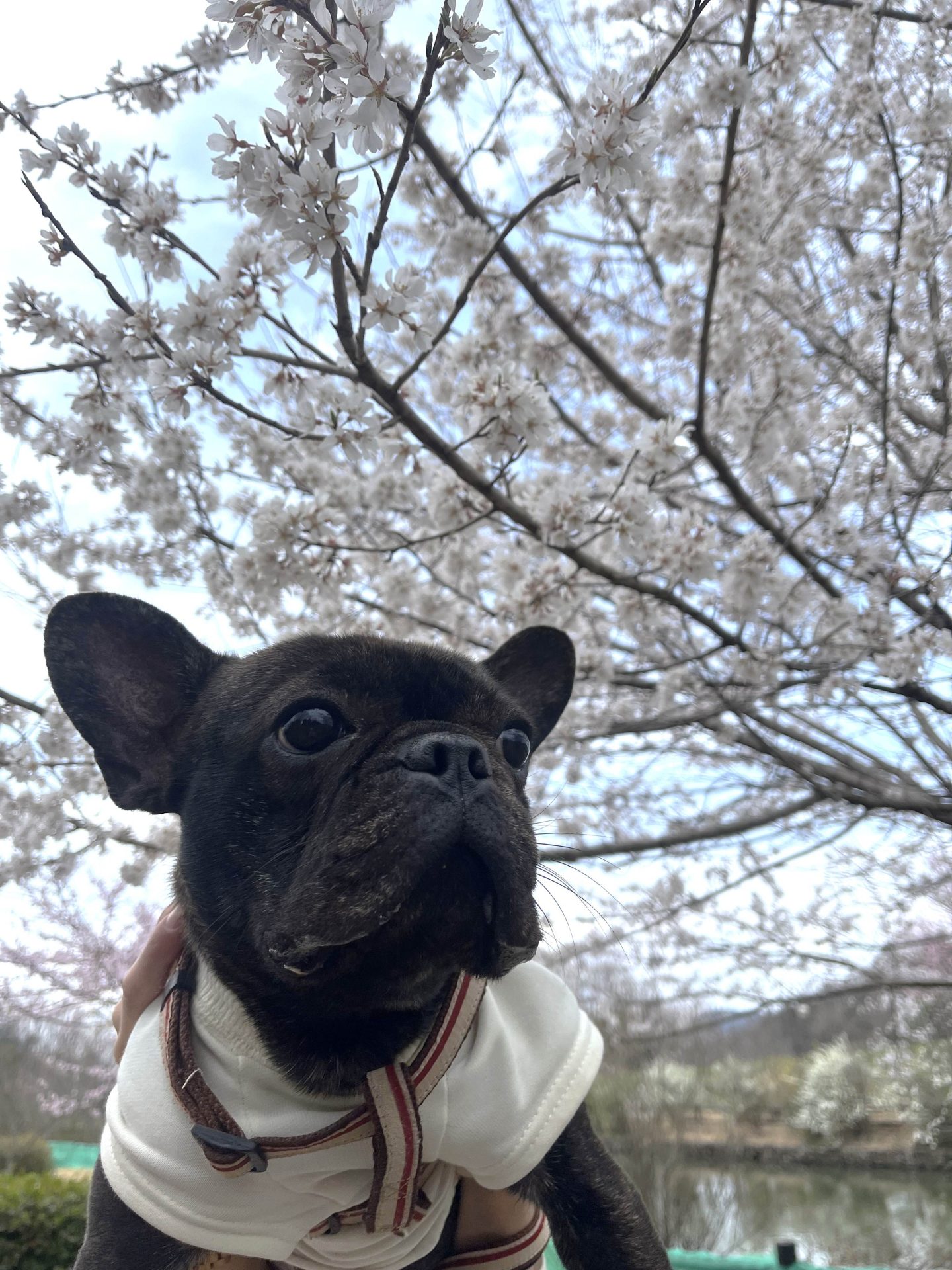 めい