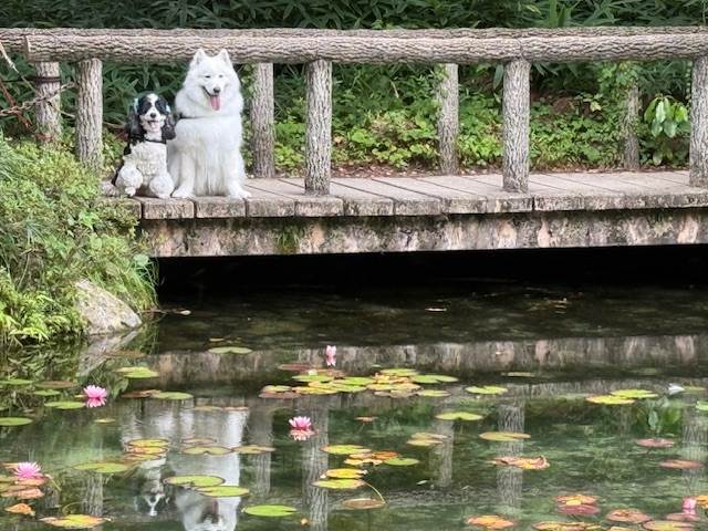 もふお