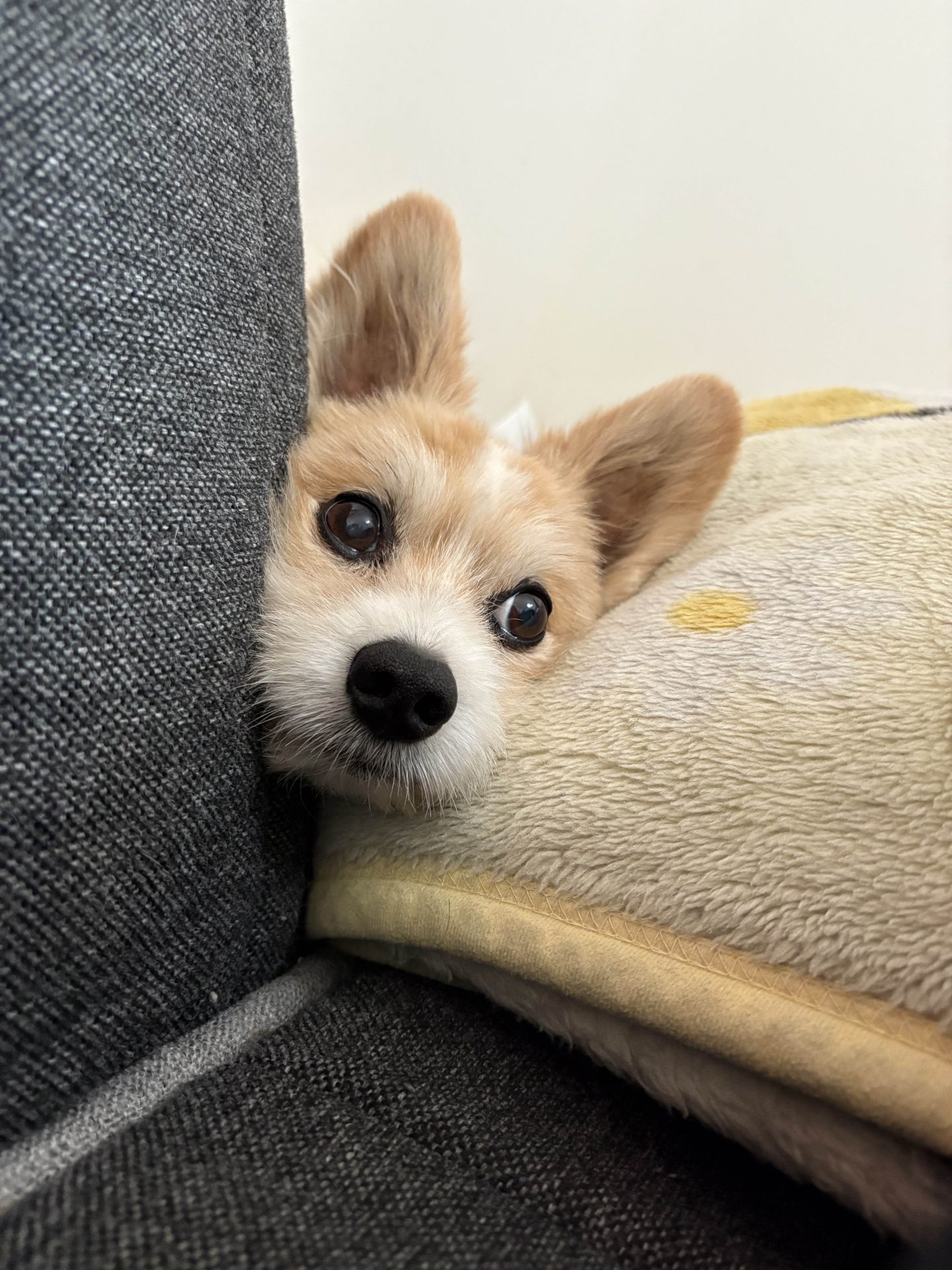 もん
