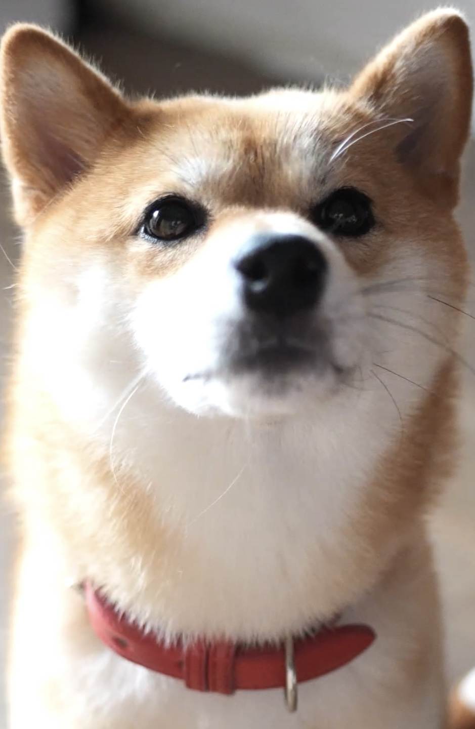 ゆき