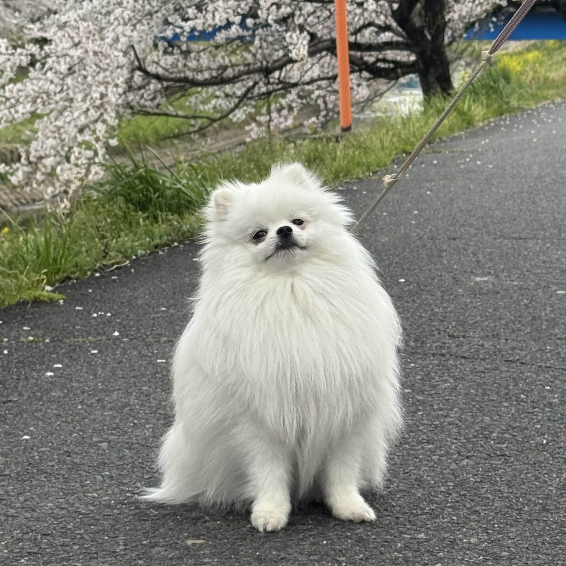 るる