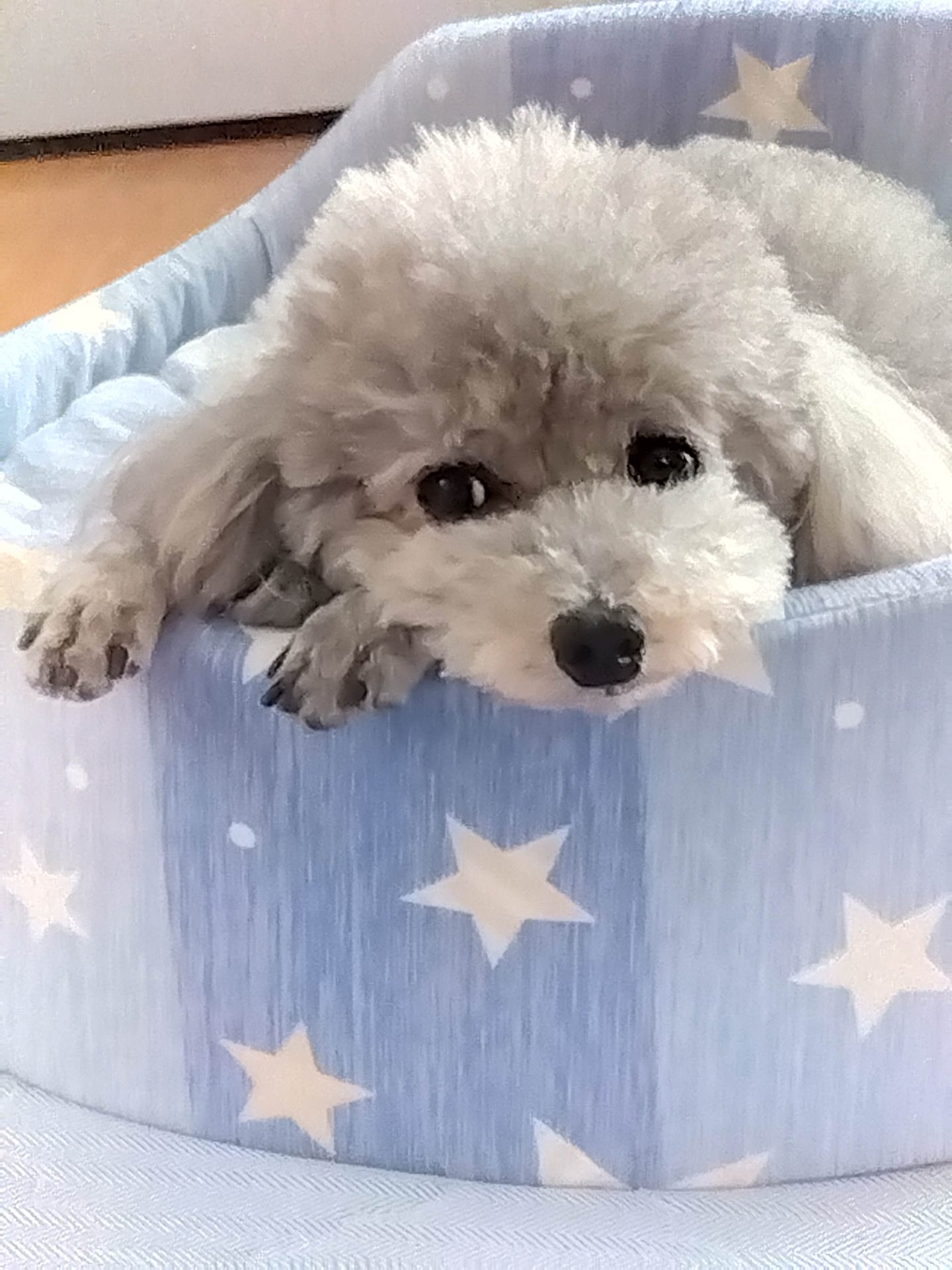 ウイル
