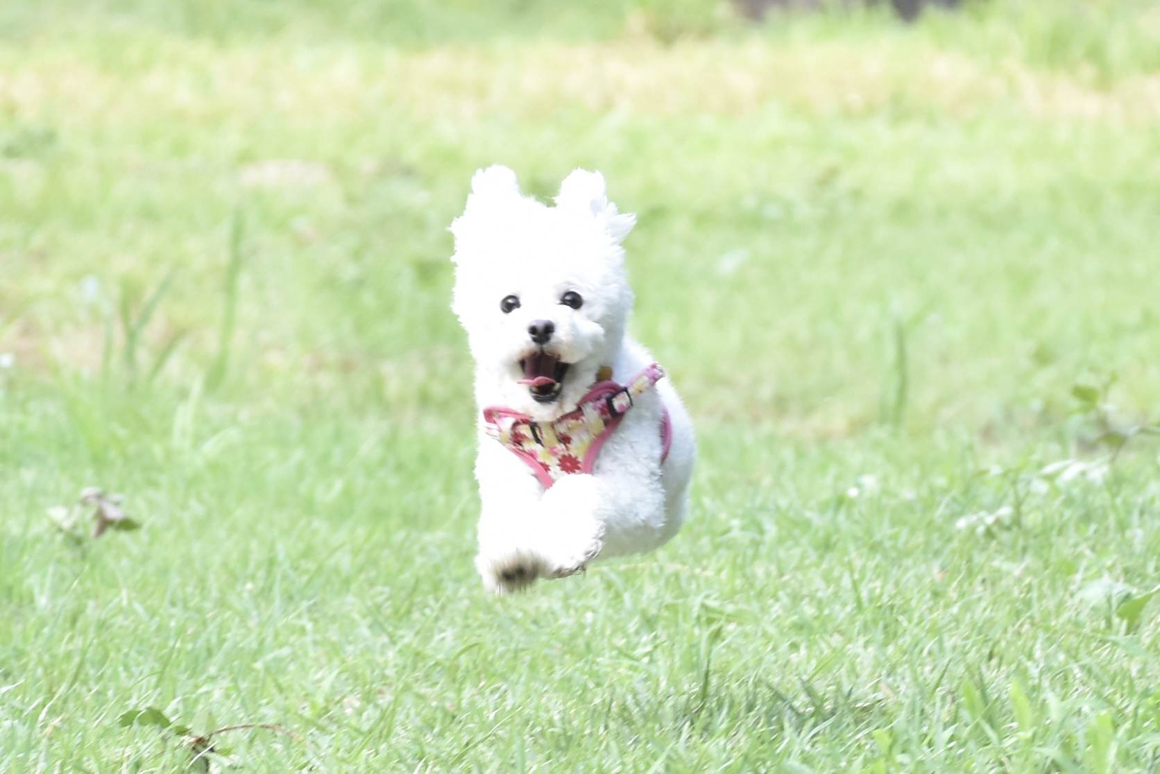エマ