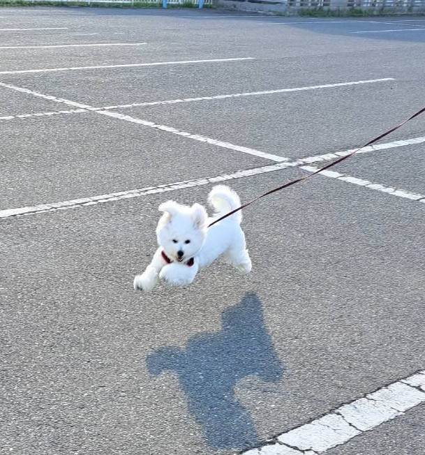 エル