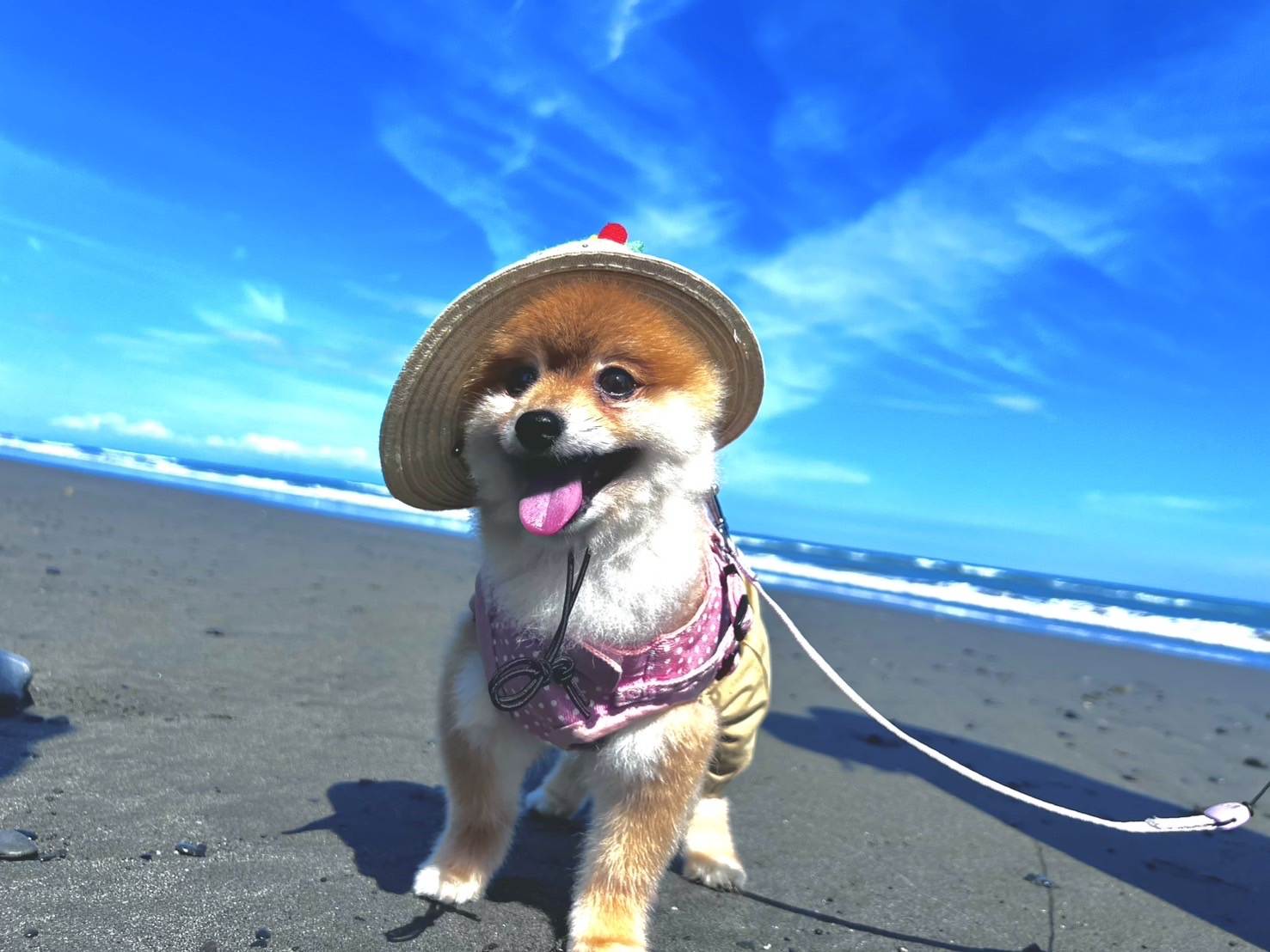 ココ