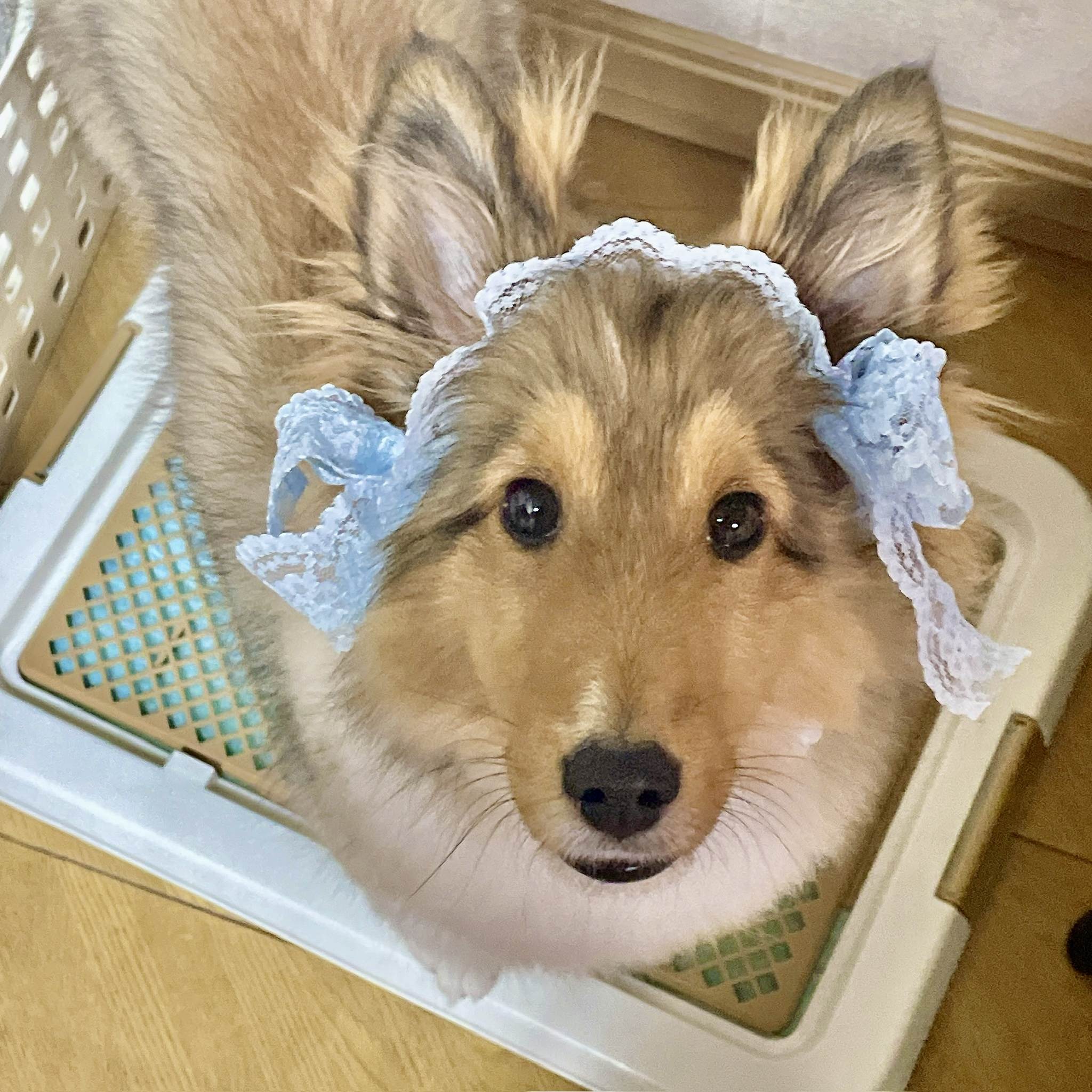 サニー