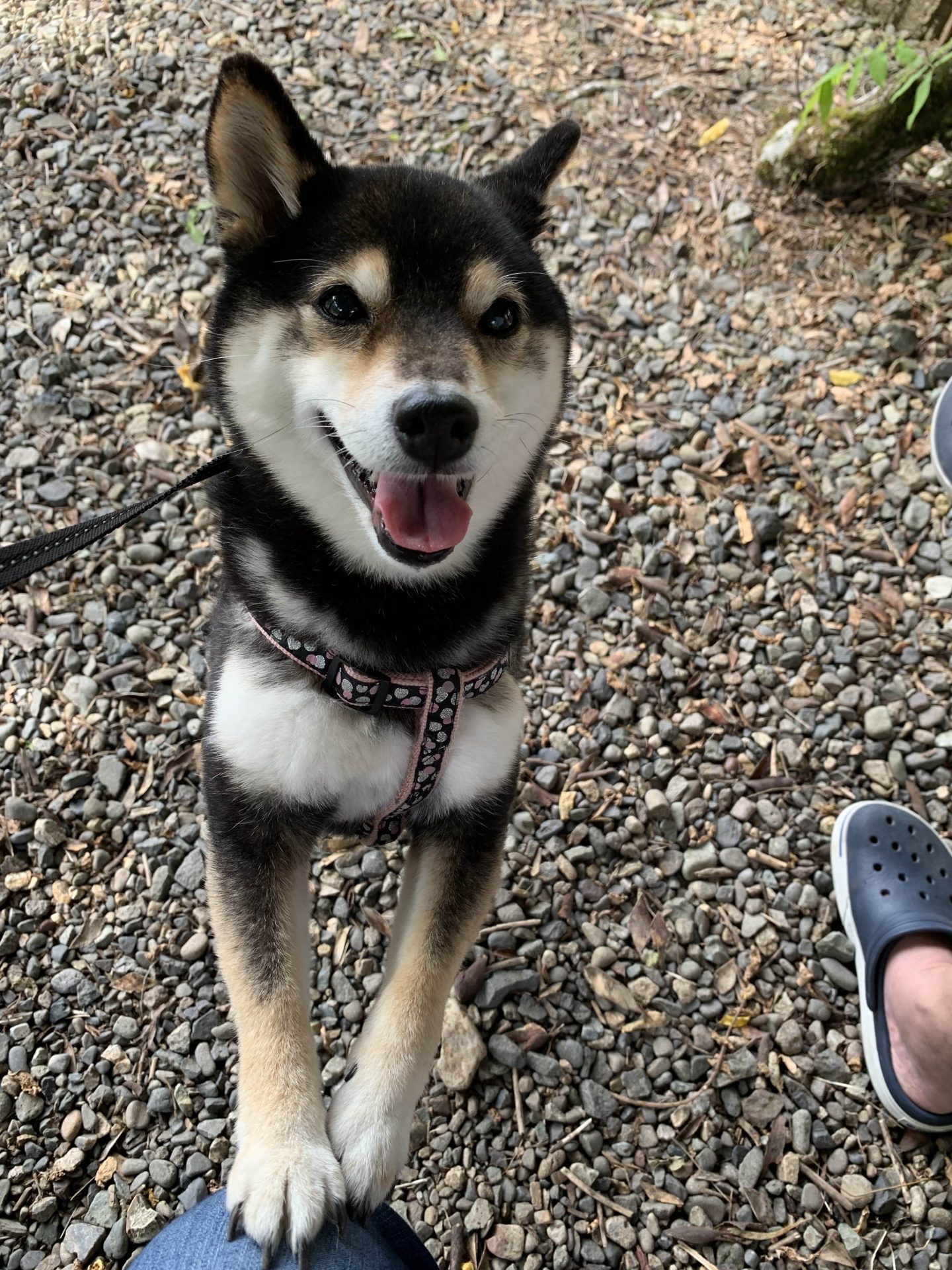 チョコ