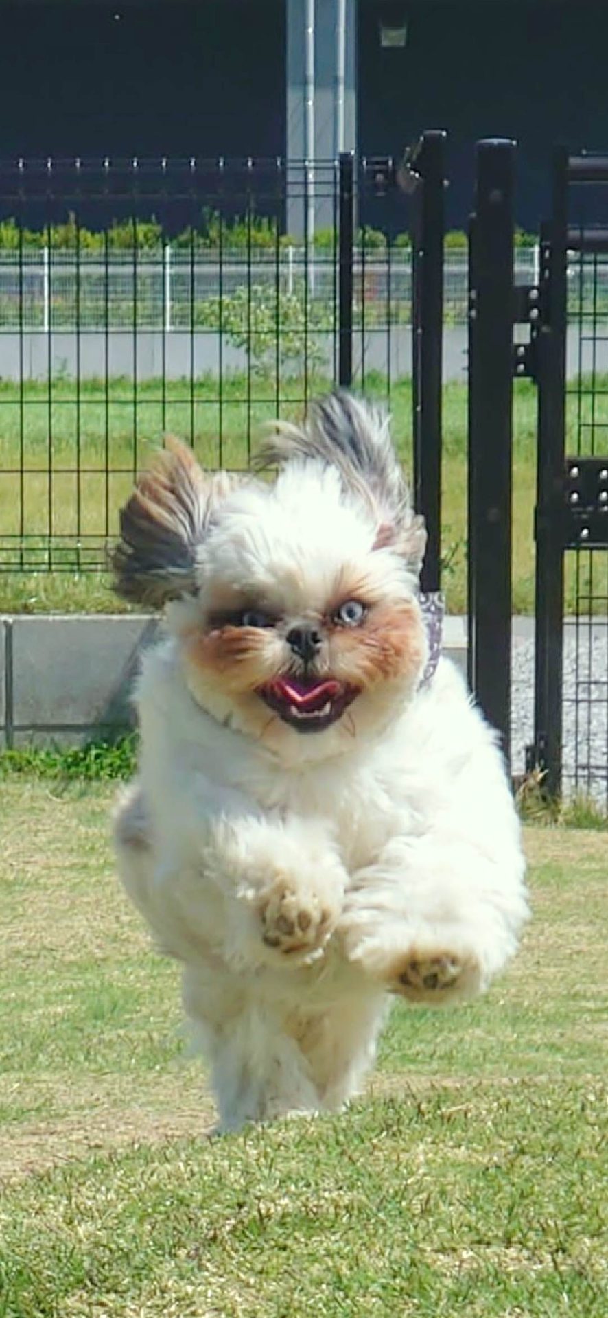 チロル