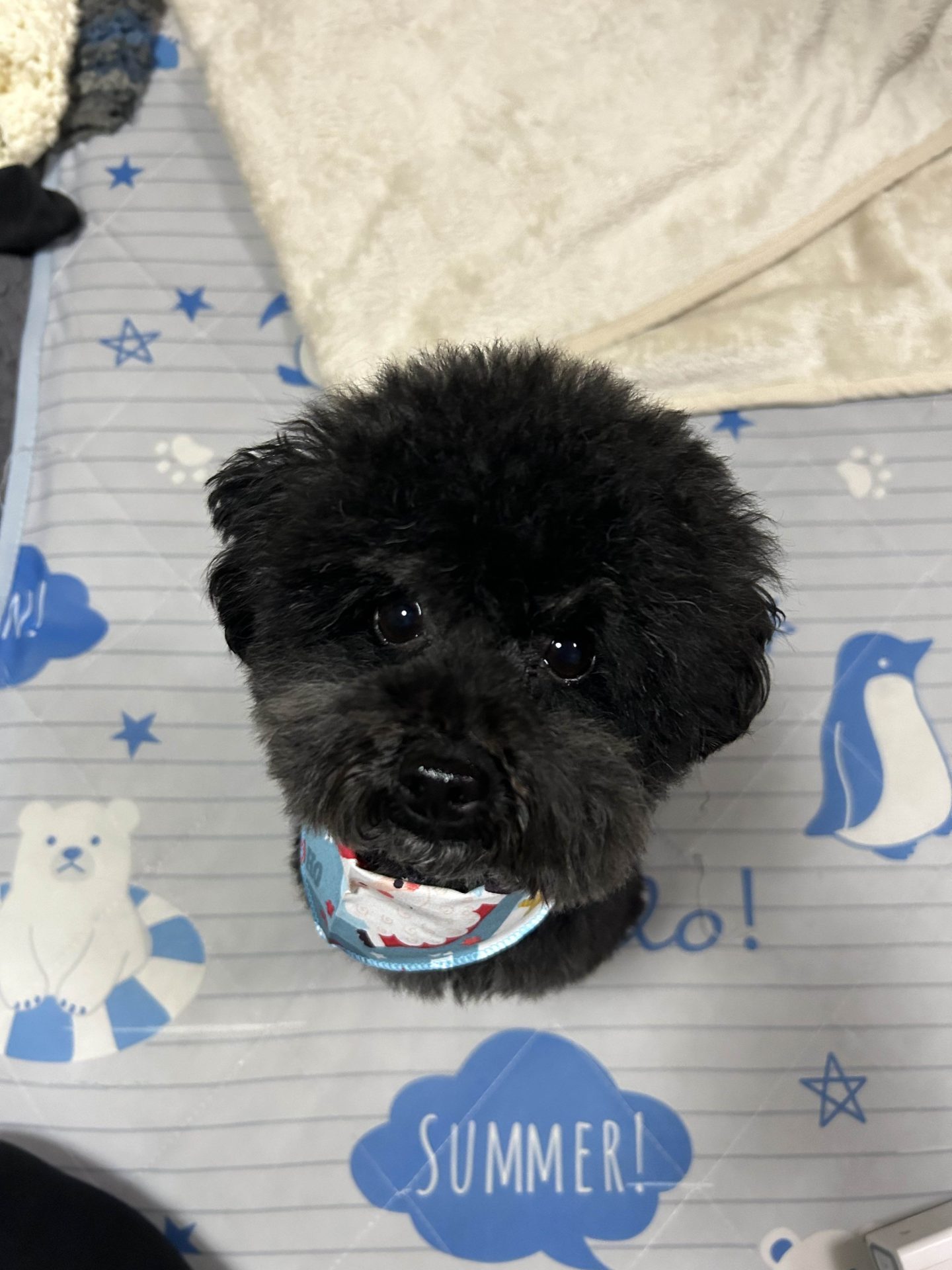 ティート